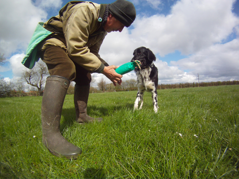 Gracie Munsterlander learning about retrieves